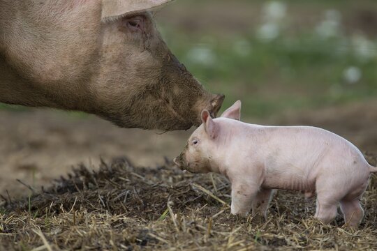 Pig (Sus domesticus) adult animal comforting a baby piglet in a farm field, Suffolk, England, United Kingdom