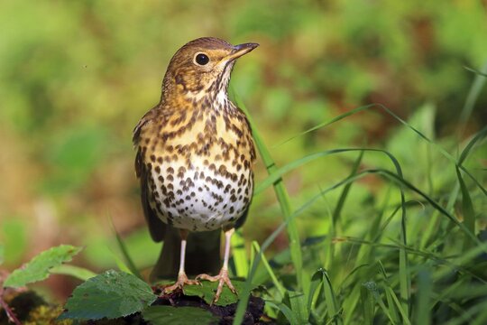 Song thrush (Turdus philomelos), front view, Hesse, Germany