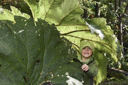 Little boy under Giant rhubarb (Gunnera manicata), El Bosque Encantado, temperate rainforest with moss and lichen, Carretera Austral, Queulat National Park, Cisnes, Regi&oacute;n de Ays&eacute;n, Chile