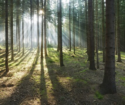 Light-flooded spruce forest, sun shines, long shadows on the forest floor, Thuringian Slate Mountains, near Bad Lobenstein, Thuringia, Germany