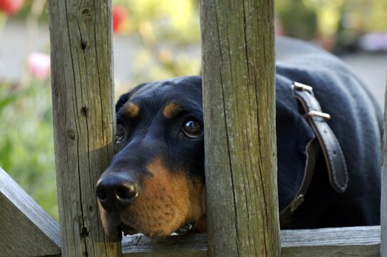Brandel Bracke hunting-dog hound looking through wooden fence garden