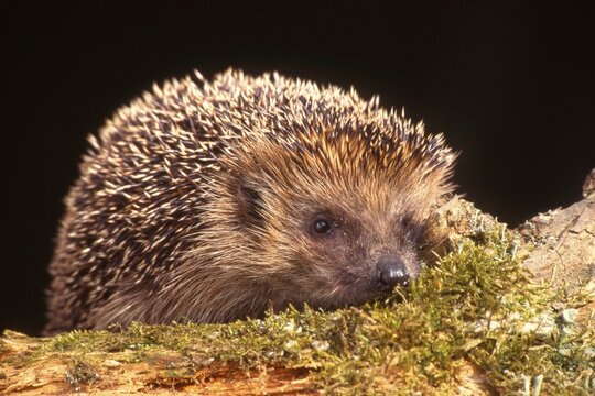 European Hedgehog (Erinaceus europaeus), Schwaz, Tyrol, Austria, Europe