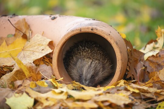 European hedgehog (Erinaceus europaeus) adult animal looking out of pipework on a garden lawn with fallen autumn leaves, England, United Kingdom
