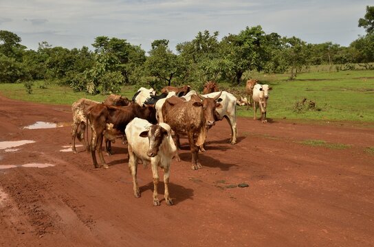 Cattle in the village of Idool, near Ngaound&eacute;r&eacute;, Cameroon, Central Africa, Africa