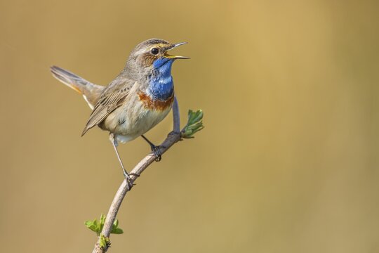 Mating bluethroat (Luscinia svecica) on a singing roost, V&ouml;rden, Lower Saxony, Germany