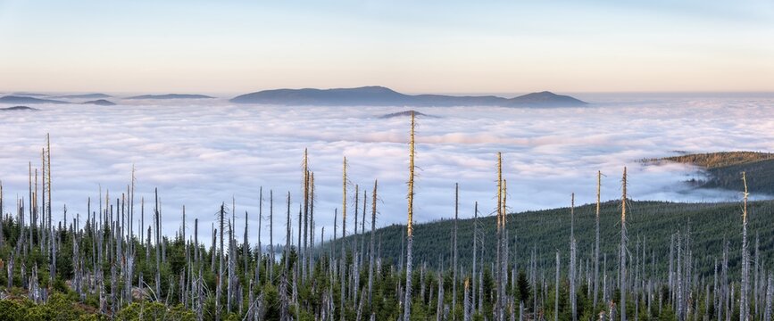 View from the Bavarian Pl&ouml;ckenstein on the border to the Czech Republic over the endless forests of the Bohemian Forest, fog in the lowlands, sea of fog, in front dead forest with natural regeneration, Haidm&uuml;hle, Bavarian Forest, Lower Bavaria, Bavaria, Germany