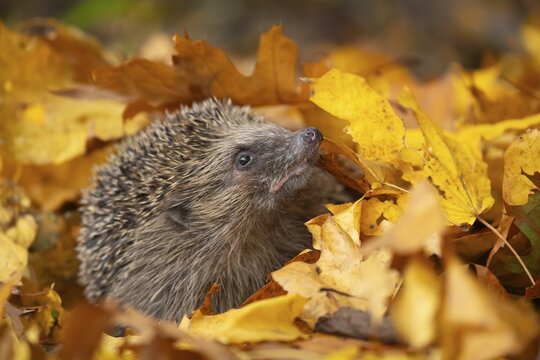 European hedgehog (Erinaceus europaeus) adult animal amongst fallen autumn leaves, Suffolk, England, United Kingdom