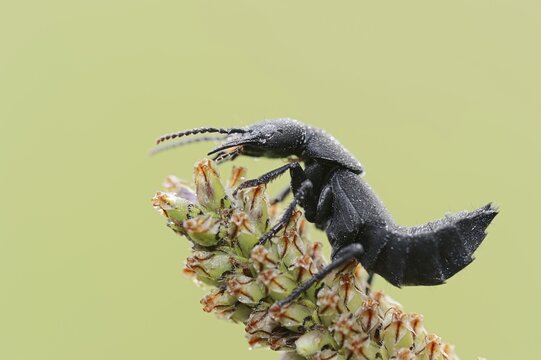 Devil's coach-horse beetle (Ocypus olens) in defence posture, North Rhine-Westphalia, Germany