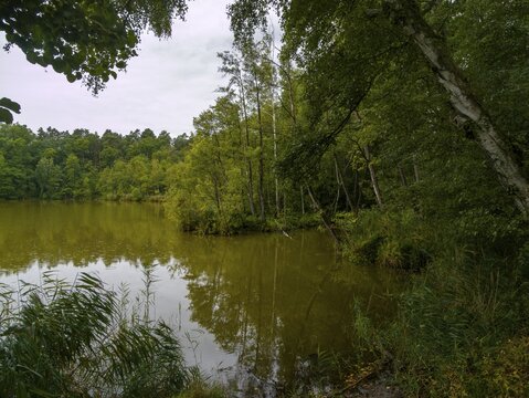 Small Lake and Wilderness, Heideseen, Spreewald, Brandenburg, Germany