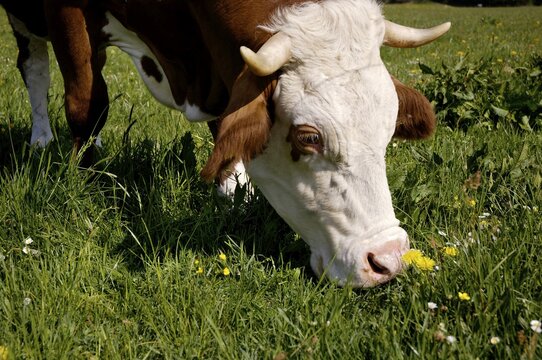 Cow is eating grass