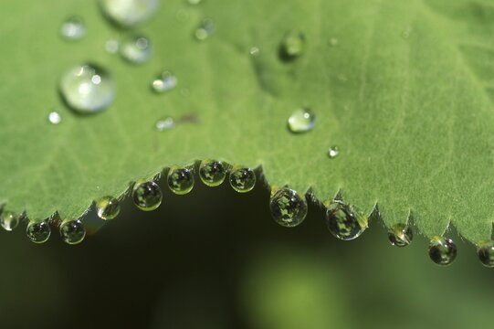 Dew drops on lady's mantle leave ( Alchemilla mollis )