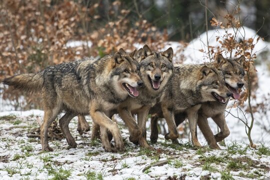 Gray wolf (Canis lupus), pack, winter, Neuhaus, Lower Saxony, Germany