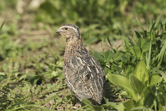 Common quail (Coturnix coturnix) in field, Lower Austria, Austria