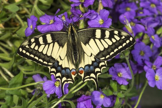 A swallowtail (Papilio machaon) on blue cushion flowers (Aubrietta), Baden-W&uuml;rttemberg, Germany