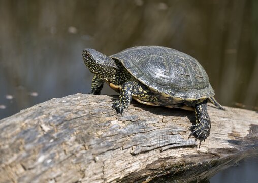 European pond turtle (Emys orbicularis), on a tree trunk, Germany