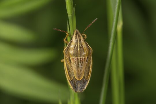 Bishop's mitre (Aelia acuminata) on a blade of grass, Baden-W&uuml;rttemberg, Germany