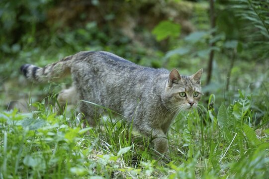 European wildcat (Felis silvestris) walking through its territory, captive, Germany