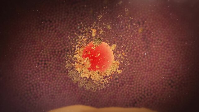 Drug acts inside cells to enhance lipid metabolism, suppress inflammation, and exert anti-atherosclerotic effects. 3D animation of intracellular therapeutic mechanisms.