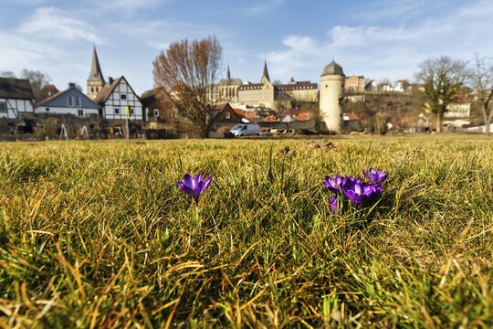 Crocuses in a meadow, town panorama, old town, Hanseatic town of Warburg, Warburger B&ouml;rde, Upper Weser Uplands, Germany