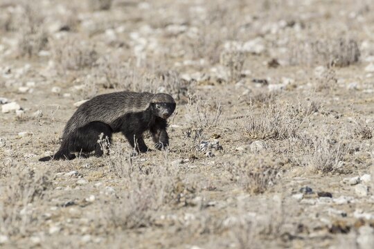Honey Badger (Mellivora capensis), Etosha National Park, Namibia