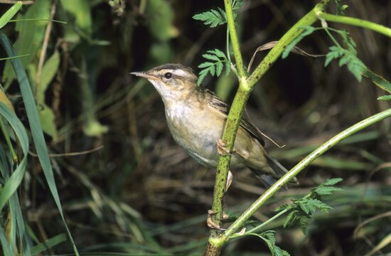 Sedge warble (Acrocephalus schoenobaenus)