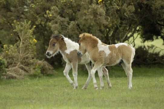 Shetland Pony south west England