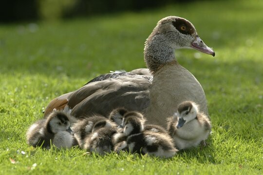 Egyptian Goose (Alopochen aegyptiacus) with goslings