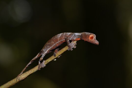 Baweng satanic leaf gecko (uroplatus phantasticus), rainforest, Ranomafana, eastern Madagascar