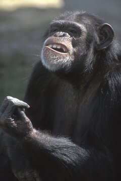 Chimp chimpanzee Pan troglodytes
