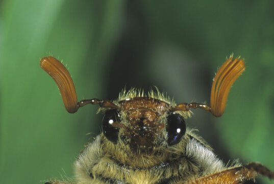 Cockchafer (Melontha melontha) order Coleoptera,