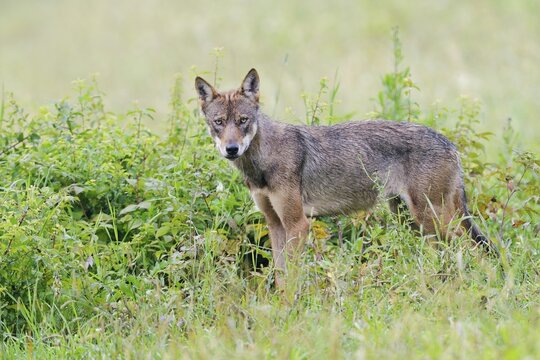 Eurasian Wolf (Canis lupus lupus) stands in a meadow, Hohen Tatra National Park, Slovakia