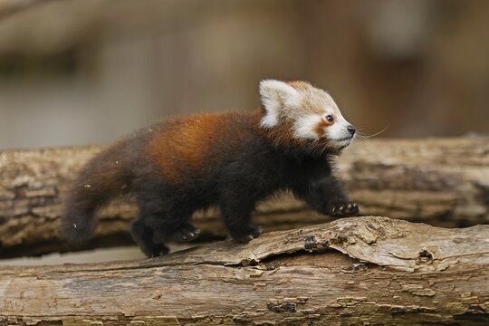 Red panda (Ailurus fulgens fulgens) young on a tree trunk