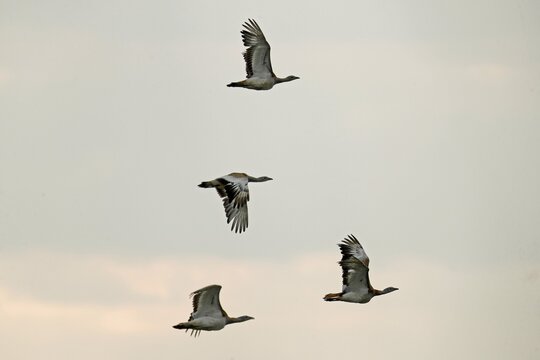 Great bustards (Otis tarda), flying, Andau, Burgenland, Austria