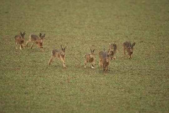 European hare (Lepus europaeus) mating season, seven males chasing a female hare across the field, Lower Austria, Austria, Lower Austria, Austria