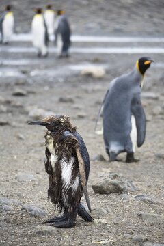 Injured or sick King Penguin (Aptenodytes patagonicus), Salisbury Plains, South Georgia, Antarctica
