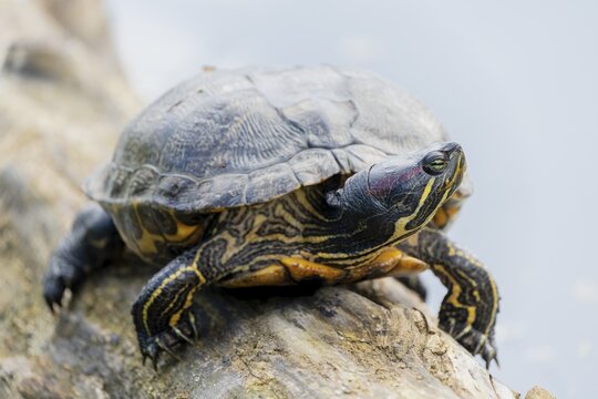 Red-eared slider turtles (Trachemys scripta elegans, Pseudemys scripta elegans) on a branch in a pond, France