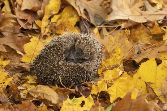 European hedgehog (Erinaceus europaeus) adult sleeping on fallen Autumn leaves, Suffolk, England, United Kingdom