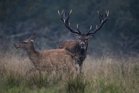 Driving red deer (Cervus elaphus), Copenhagen, Denmark