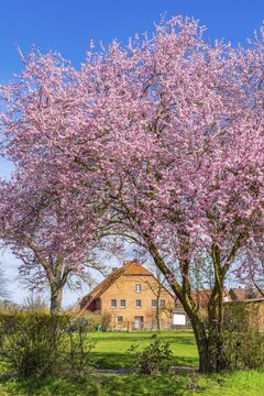 Historic brick house and flowering trees japanese cherry (Prunus serrulata), R&uuml;hst&auml;dt, Bad Wilsnack, Prignitz, Brandenburg, Germany
