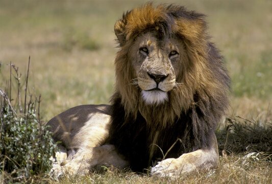 Male lion (Panthera leo), Masai Mara, Kenya, Africa