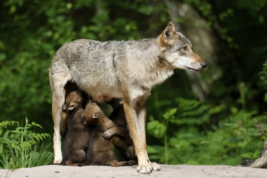 European gray wolf (Canis lupus) alpha wolf suckling pups, Germany