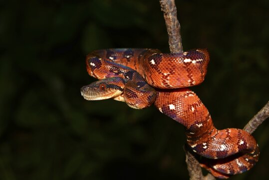 Madagascar tree boa (Sanzinia madagascariensis) in rainforest, offspring, Andasibe National Park, Madagascar