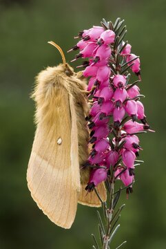 Oak Eggar (Lasiocampa quercus), Schwaz, Tyrol, Austria, Europe