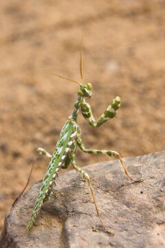 Praying Mantis (Mantodea), Libya, Sahara, North Africa, Africa