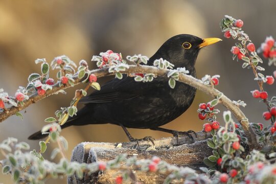 Blackbird (Turdus merula) male on berries of firethorn (Pyracantha) Allg&auml;u, Bavaria, Germany