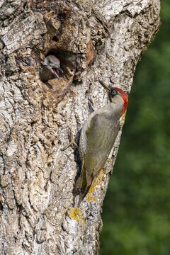 European green woodpecker (Picus viridis) in front of its breeding burrow in a walnut tree, from which an almost fledgling bird looks out, Kukmirn, Burgenland, Austria