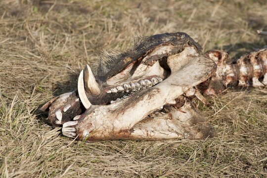 Skull of a perished Wild Boar (Sus scrofa), Elbe river floodplains near Dessau-Ro&szlig;lau, Middle Elbe Biosphere Reserve, Saxony-Anhalt, Germany