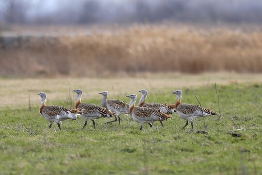 Great bustards (Otis tarda) in a meadow, Andau, Burgenland, Austria