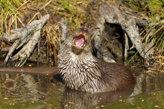 An otter with its mouth open showing a gap in its teeth as it stands curiously in the water, European otter (Lutra lutra) Germany