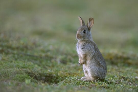 European rabbit (Oryctolagus cuniculus) juvenile stood up on hind legs, Suffolk, England, United Kingdom